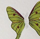 Butterflies - Quilled Swallowtail Butterfly Miniature Wall Art Framed 3 small
