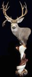 Taxidermy Pedestal Display 1 small