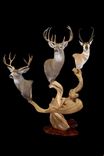 Three Head Juniper Taxidermy Display Stand 1 small