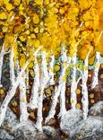 "Mountain Trees" 4 small