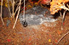 "Lake House" New England Fall Themed Coffee Table With 12v Battery Powered Light. 5 small