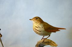 Poorwill And Hermit Thrush 3 small
