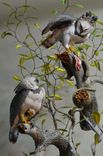 Harpy Eagles 1 small