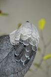 Harpy Eagles 3 small