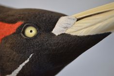 Ivory Billed Woodpecker 3 small