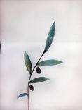 Olive Tree 3 small