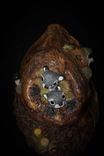 Baby Squirrels In Tree Knot 2 small