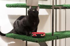 Cat Tower 1 small