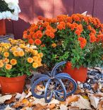 Horseshoe Pumpkin 3 small
