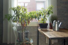 Modern-Rustic Steel And Oak Dining Table 2 small