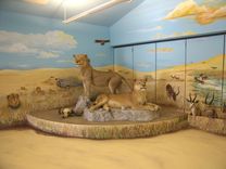 Firstsafari Exhibit 2 small