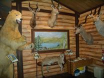 Firstsafari Exhibit 6 small