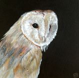 Owl Acrylic Painting 3 small