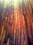Solid Walnut Tripod Oval Expanding Dining Table 5 small