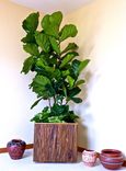 Showcase Your Favorite Interior Plants In Beautiful Naturally Inspired Planter Boxes 1 small