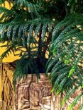 Showcase Your Favorite Interior Plants In Beautiful Naturally Inspired Planter Boxes 5 small