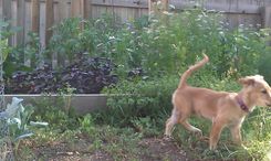 Bearcreek Garden 3 small
