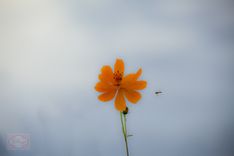 Large Wall Art Minimalist Orange Flower Floral Gallery Wrap Canvas Panoramic 1 small