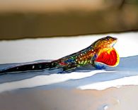 Color Photography 3 small