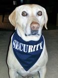 Bandana For Your Pet 5 small
