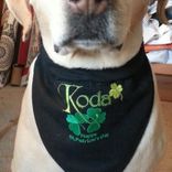 Bandana For Your Pet 6 small