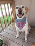 Bandana For Your Pet 2 small