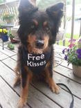 Bandana For Your Pet 3 small