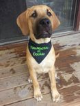 Bandana For Your Pet 4 small