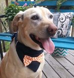 5 Piece K-9 Bow Tie Bandana Set 6 small