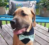 5 Piece K-9 Bow Tie Bandana Set 2 small
