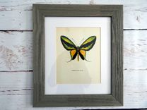 Antique Butterfly Lithograph Print Framed In Barn Board 1 small