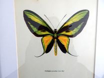 Antique Butterfly Lithograph Print Framed In Barn Board 2 small