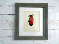Antique Red Beetle Lithograph Print Framed In Barn Board 1 small