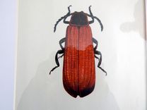 Antique Red Beetle Lithograph Print Framed In Barn Board 2 small