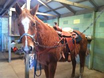 Clock With Horse Marquetry Inlay 2 small