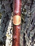 Shillelagh Walking Sticks 3 small