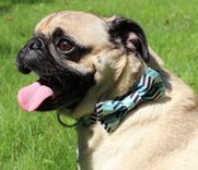 Removable Bow Tie- Blue & Cream Chevron Print 5 small