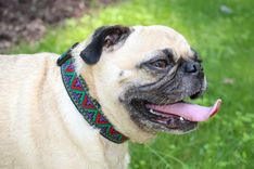 Adjustable Dog Collar-Multi-Color Aztec Pattern Collar 3 small