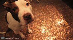 Penny Floor 4 small