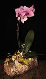 Natural Wood Plant Holder With Hand Sculpted Animal. 2 small