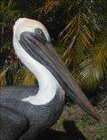 Life Size Pelican Sculptures 1 small