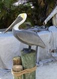 Life Size Pelican Sculptures 2 small