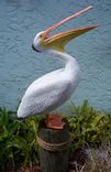 Life Size Pelican Sculptures 3 small