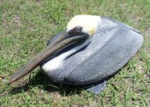 Life Size Pelican Sculptures 4 small