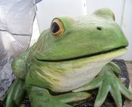 Frogs Monumental 2 small