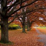 Test Bubinga Table 1 small