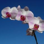 Test Bubinga Table 2 small