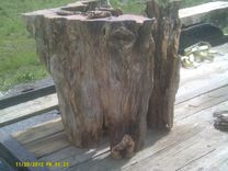 200 Year Old Pine Knot Dining Table Pedestal 1 small