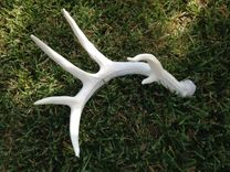 Tallulah Rose: Upholstered  Whitetail Deer Replica 3 small