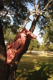 Tallulah Rose: Upholstered  Whitetail Deer Replica 6 small